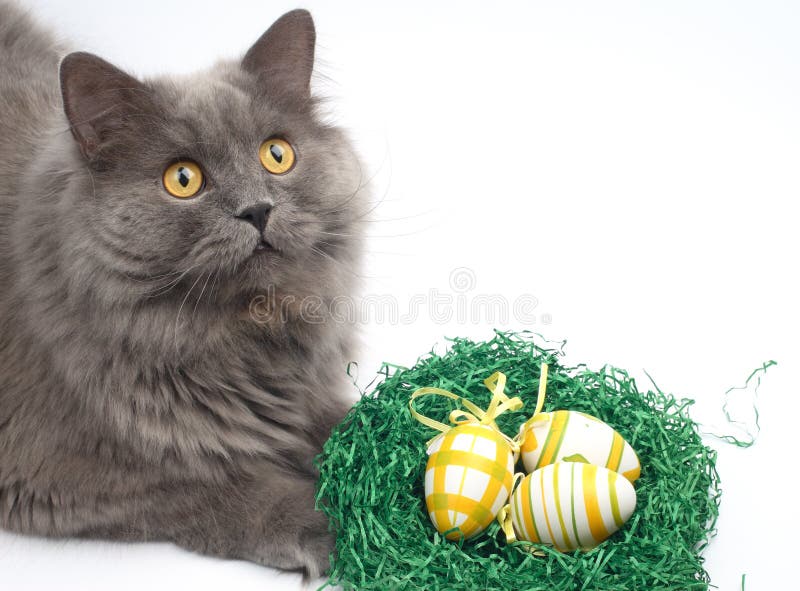 Cat and easter eggs