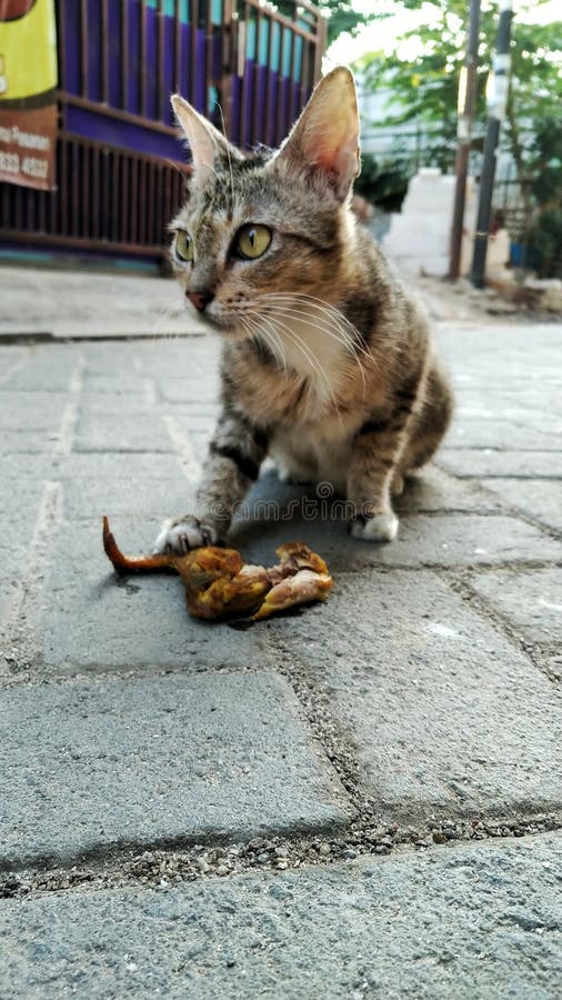 Cat Eat Chicken Wing on the Road Stock Image Image of mammal, nose