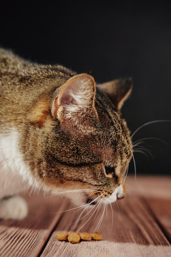 Cat eat from the floor stock image. Image of mammal 136778191