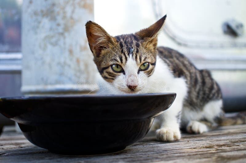 Cat eat food stock image. Image of family, warm, panic 36568623