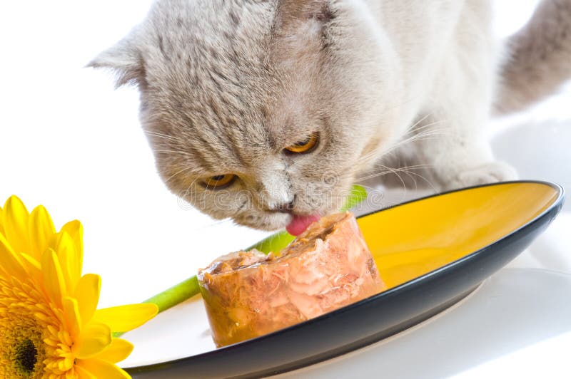 When it comes to cat food, there are a few things to keep in mind. First, it should be made with quality ingredients. Second, it should be easy to find and deliver to your home. And finally, it should be safe for your cat to eat. Here are a few tips on how to get the best cat