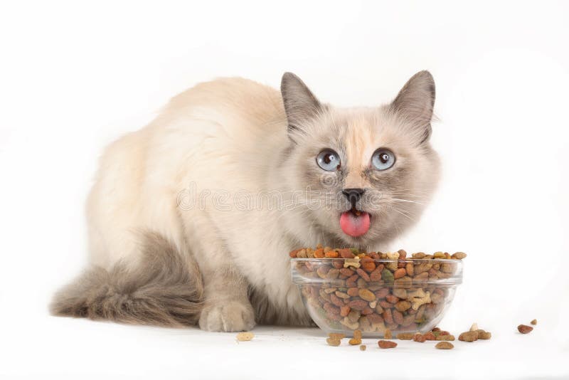 Ragdoll Cat haircut stock image. Image of background 25235067