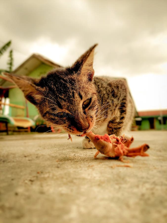 kitten eating chicken