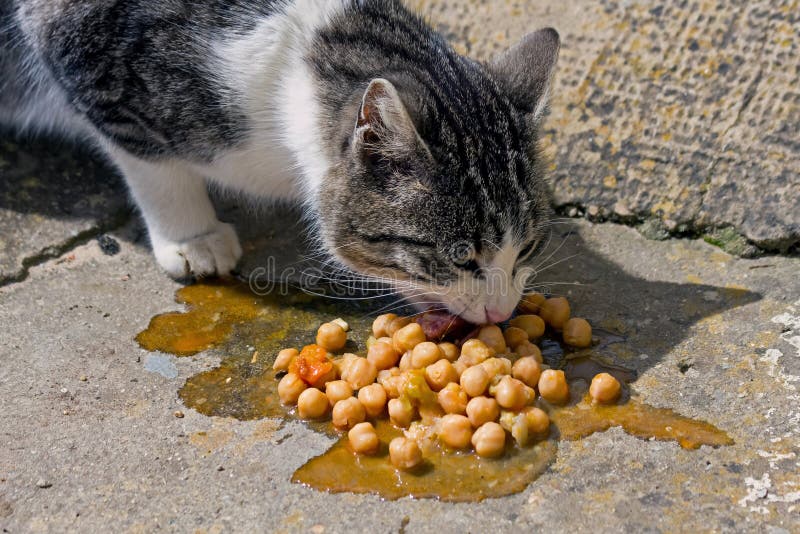 Cat Eating Chickpeas stock photo. Image of food, common 52232950