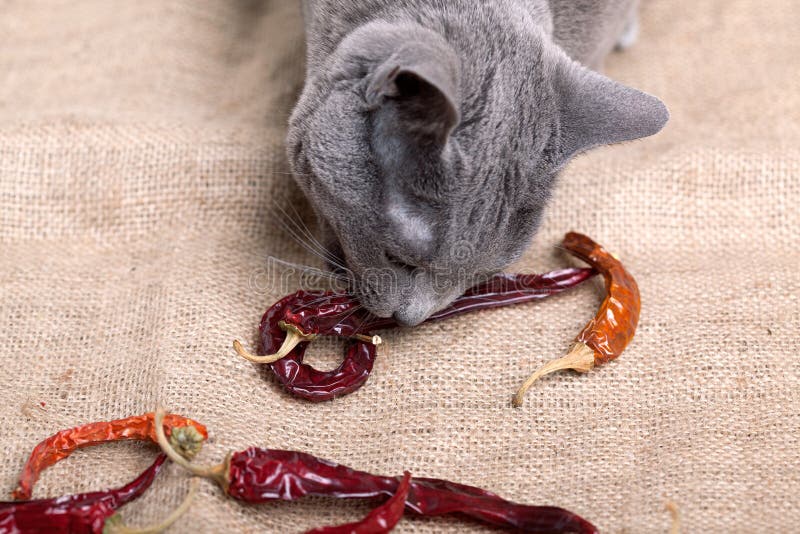 Cat eating Chili stock photo. Image of culinary, fiery 18321206