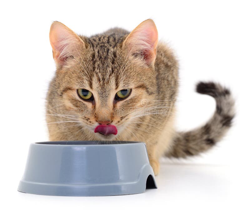 cat-eating-dry-food-stock-image-image-of-gray-closeup-289978393
