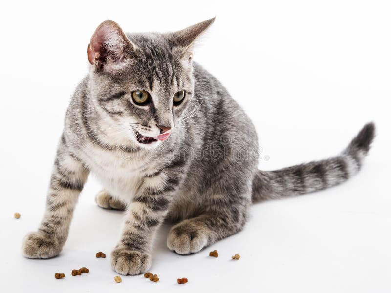 Cat Eating Dry Food for Cat Stock Image Image of baby, eating 33026951
