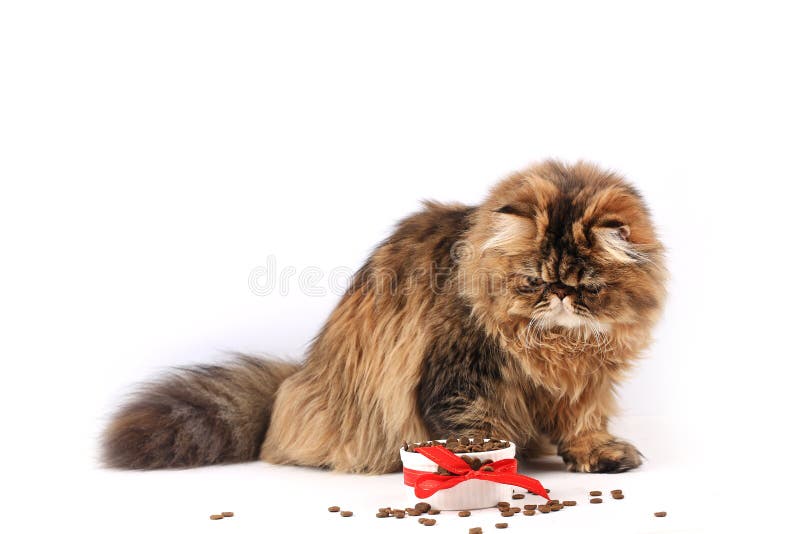 persian kitten diet