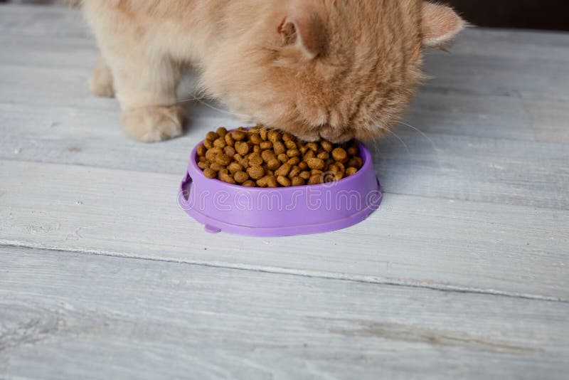 The Cat is Eating Dry Food from a Plate Stock Image Image of diet