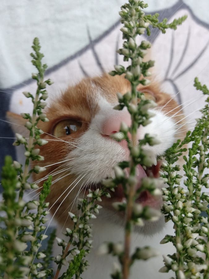 Cat eating. stock photo. Image of funny, eating, flowers 158079876