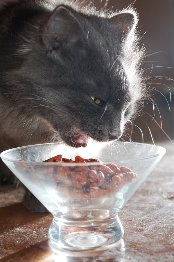 Cat eating food stock photo. Image of eating, kitten 14379174