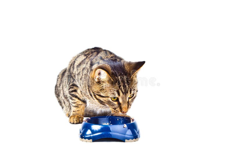 Cat Eating from the Food Bowl Stock Photo Image of fluffy, animal