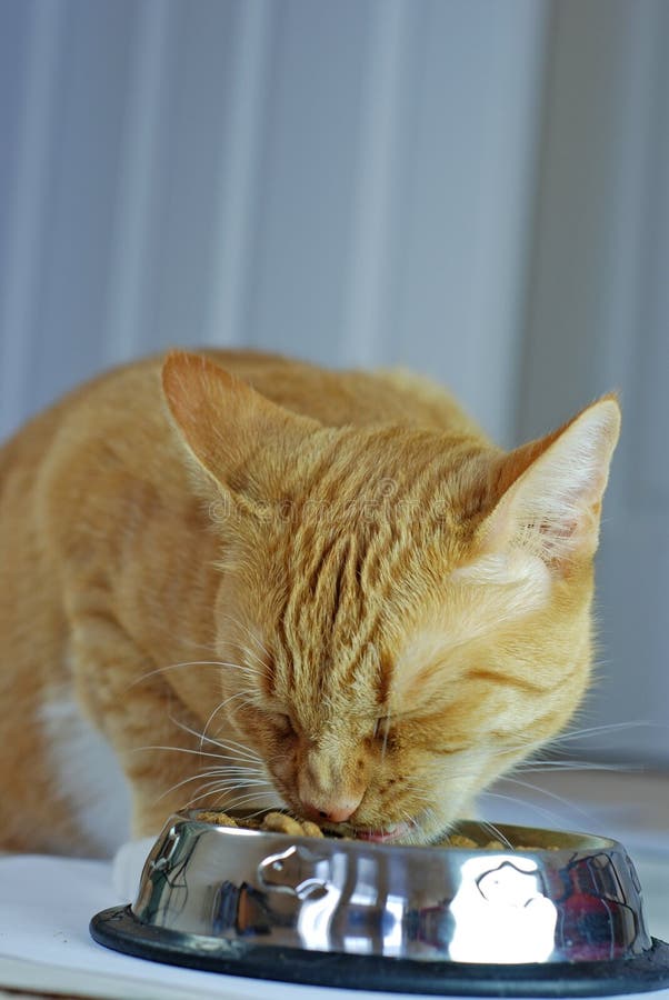 Cat eating food stock photo. Image of feed, domestic 31609934