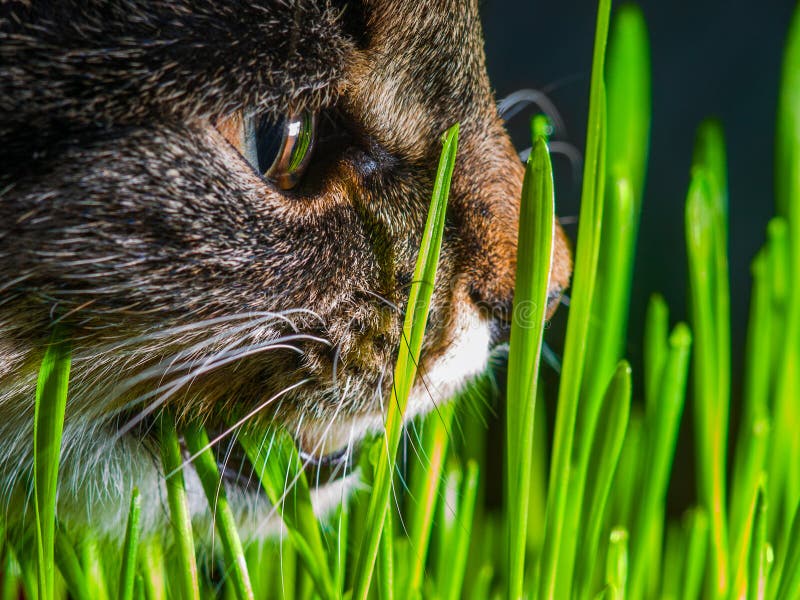 Cat Eating Fresh Grass Close Up Shot Stock Photo Image of eating, spring 247359436
