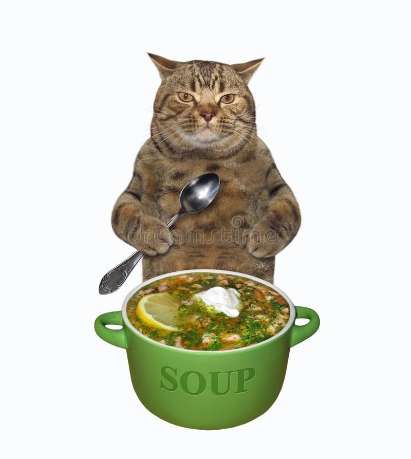 Cats and soup