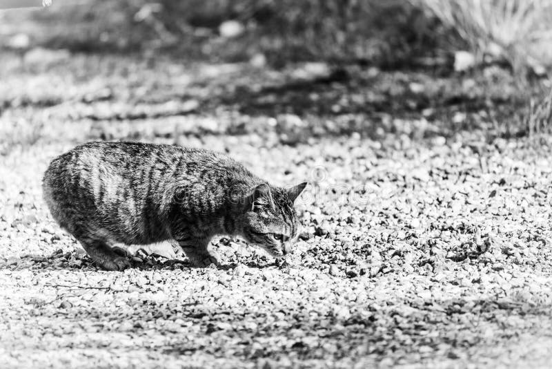 142 Cat Eating Garbage Food Stock Photos Free & RoyaltyFree Stock