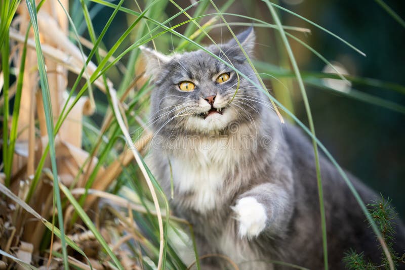 Cat eating grass in nature looking funny