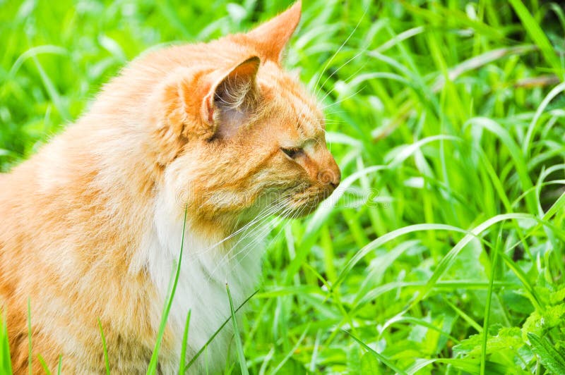 Cat outdoors eating grass stock photo. Image of green - 21013592