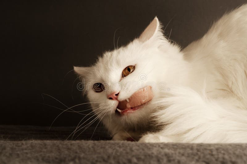 Cat eating meat stock photo. Image of angry, mean, adult 37084988