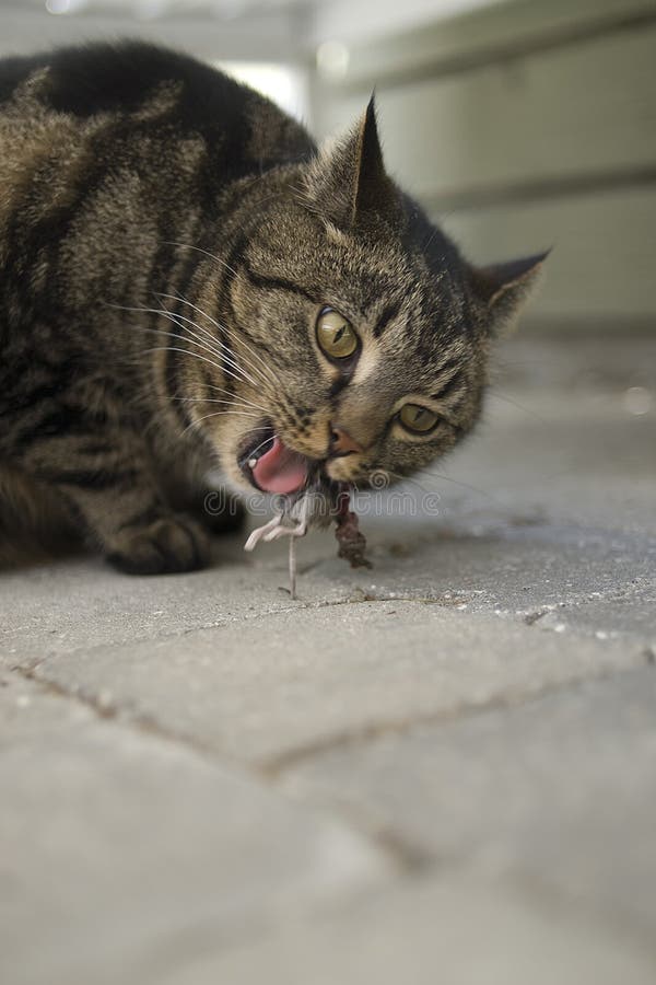 Cat Eating Mouse Stock Image Image Of Chewing Domestic 5570655 cat-eating-mouse-stock-image-image-of-chewing-domestic-5570655