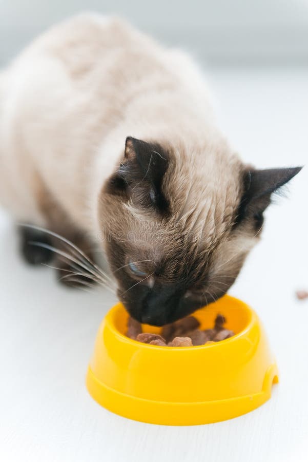 Kitty Eating Meal stock photo. Image of dinner, close 18263646