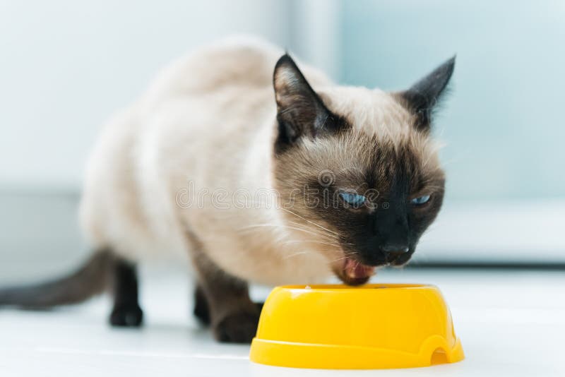 Dog and Cat Eating Food from a Bowl Stock Image Image of dinner, home