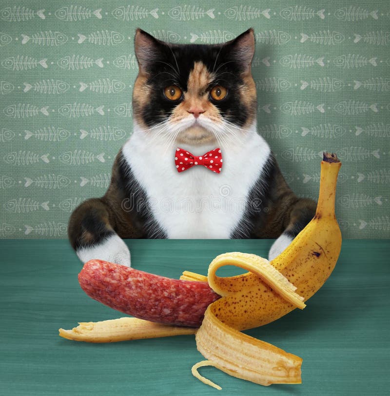 6,290 Banana Cat Royalty-Free Images, Stock Photos & Pictures