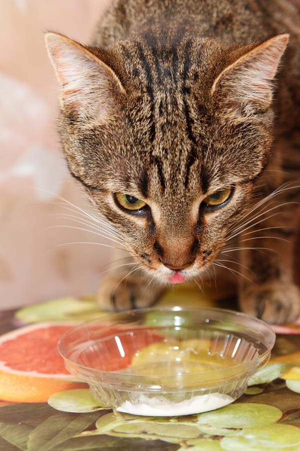 Cat Eating sour cream