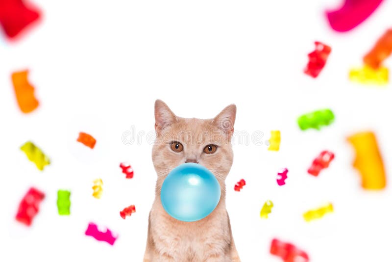 Chewing Gum Cat Stock Photos Free Royalty Free Stock Photos from Dreamstime