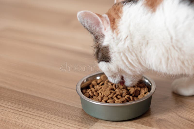 Cat Eats from a Bowl of Dry Food Stock Photo Image of furry, daylight