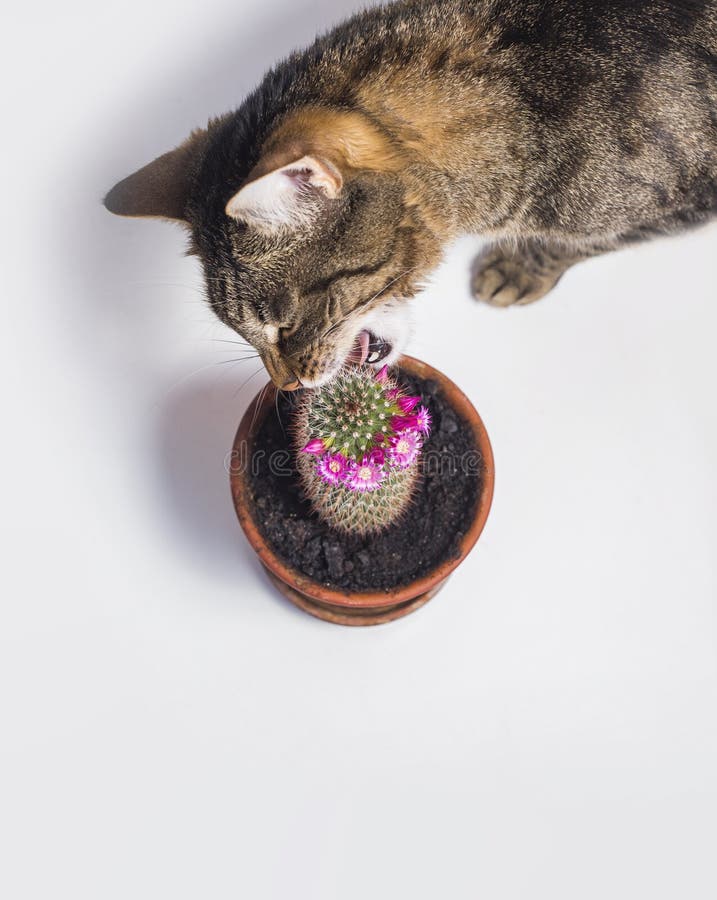 Cat Eats Cactus Flower. White Background Stock Image Image of nose