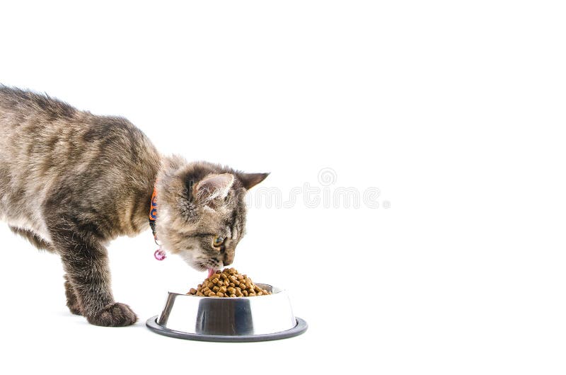Cat eating dry food stock photo. Image of look, loving 6642668