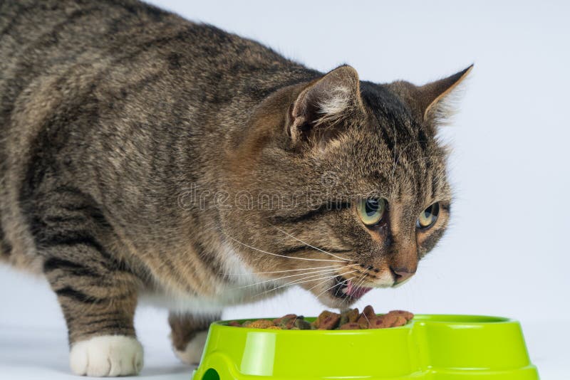 Cat Eating Dry Food On White Background.hungry Cat. Stock Photo Image