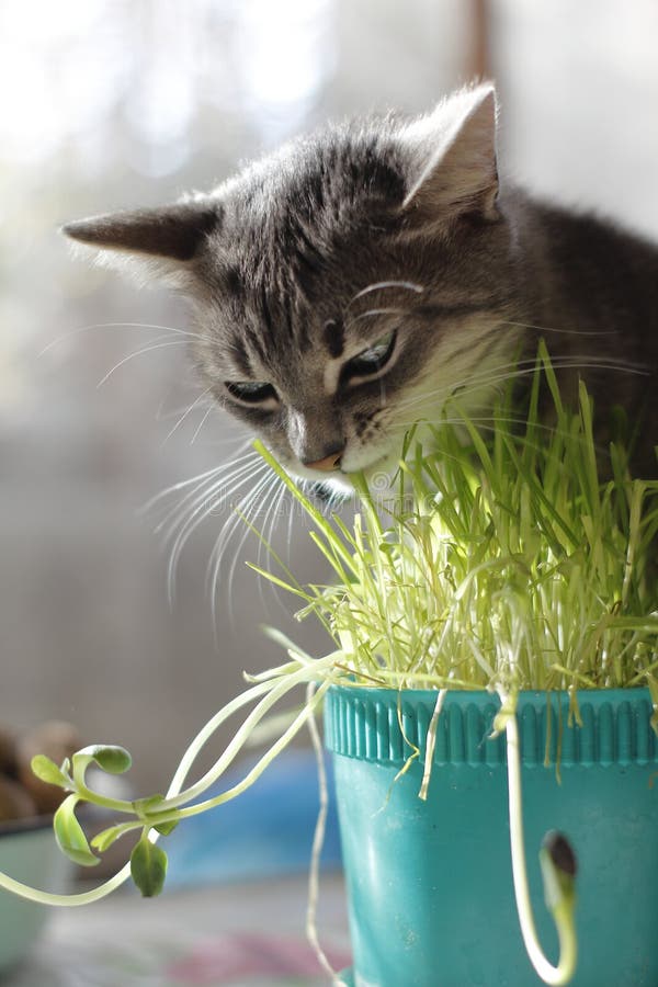 Cat that Eats Grass in a Flower Pot Stock Photo Image of plant, eats