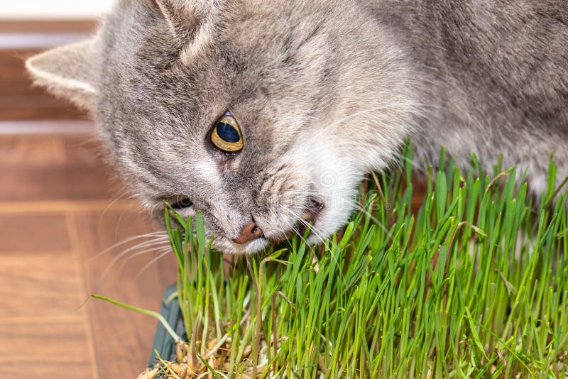 Cat Eats Grass Grown in a Box Stock Image Image of closeup, home 135710717