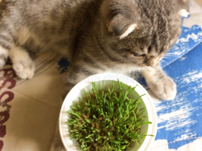 Cat eats grass stock image. Image of grey, green, spring 89769125