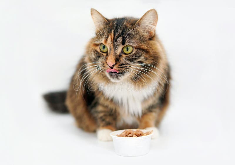 Cute cat eats from a bowl isolated on a white background. Cute cat eats from a bowl isolated on a white background