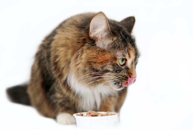 Cute cat eats from a bowl isolated on a white background. Cute cat eats from a bowl isolated on a white background