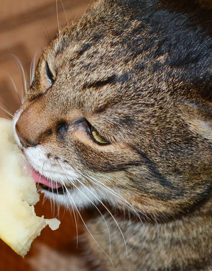 Cat eats melon stock photo. Image of animal, gray, adult 117089112