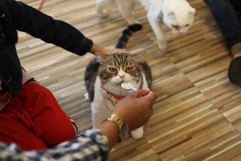 Big cat eats stock photo. Image of pets, farm, room 154573626