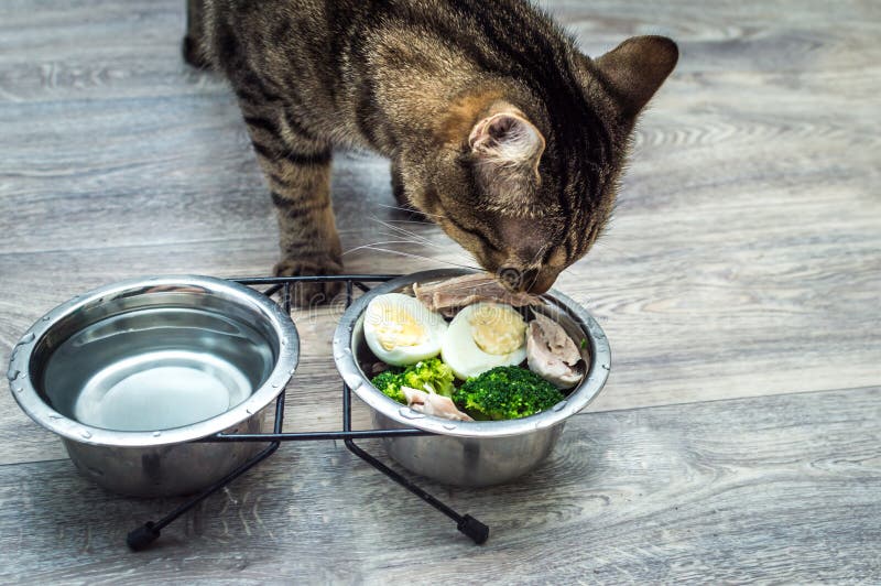 Cat Eats Vegetables, Egg and Chicken on Kitchen Floor Close Up Stock