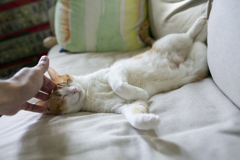 Cat Enjoy Touching Head by Owner Stock Photo Image of portrait