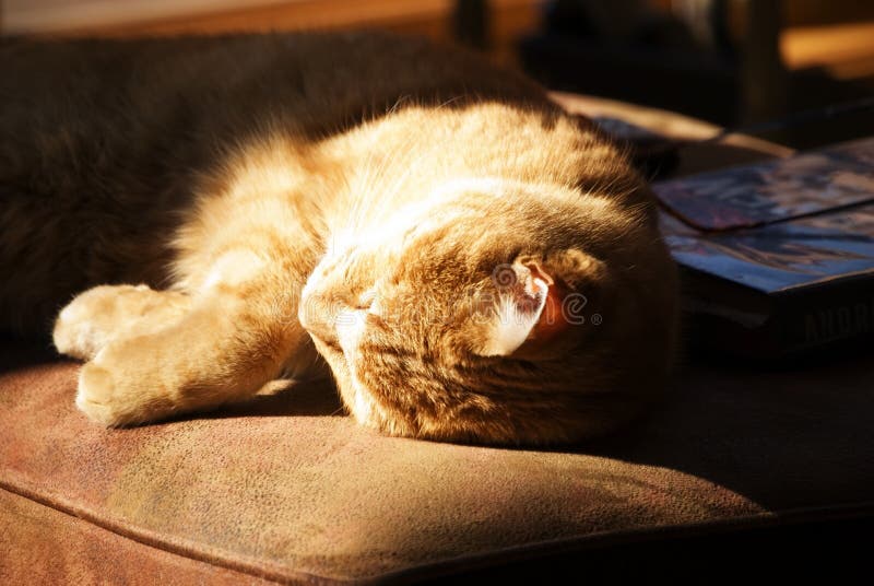 Cat Enjoying Sunshine Royalty Free Stock Images Image 4262419