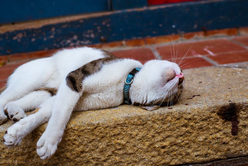 The Cat is Enjoying the Sunshine Stock Image Image of kitten, animal