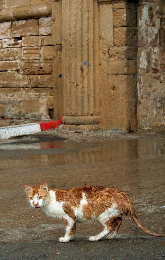 Cat from Essaouira