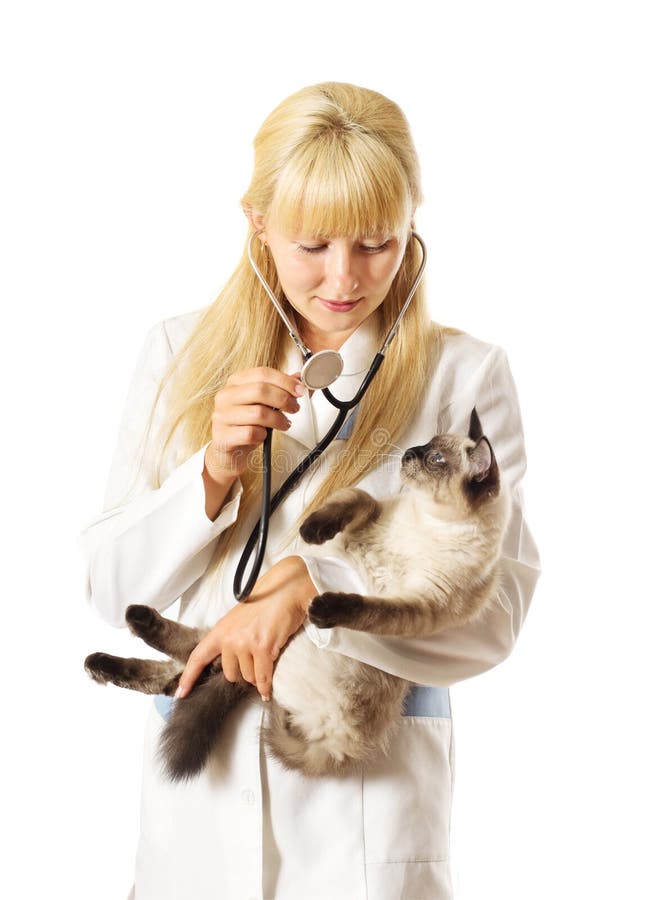 Cat on the examination stock photo. Image of care, medical 26836010