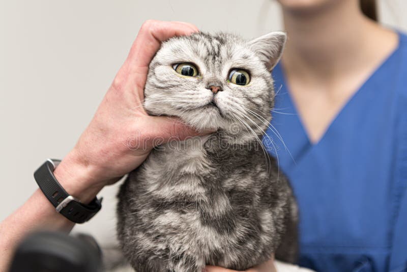 The cat is examined by the veterinarian. Vet lights up with the slit lamp in the eye of the pet