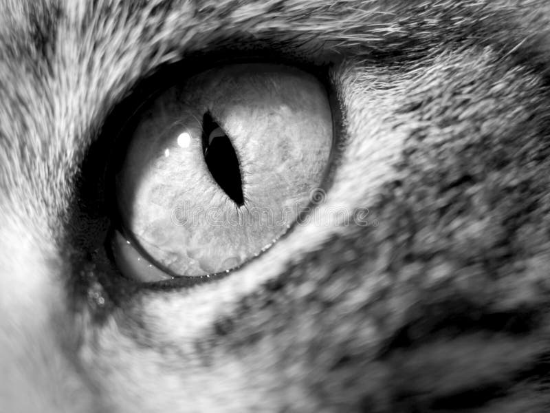 Cat Eye CloseUp stock image. Image of predator, feline 174997