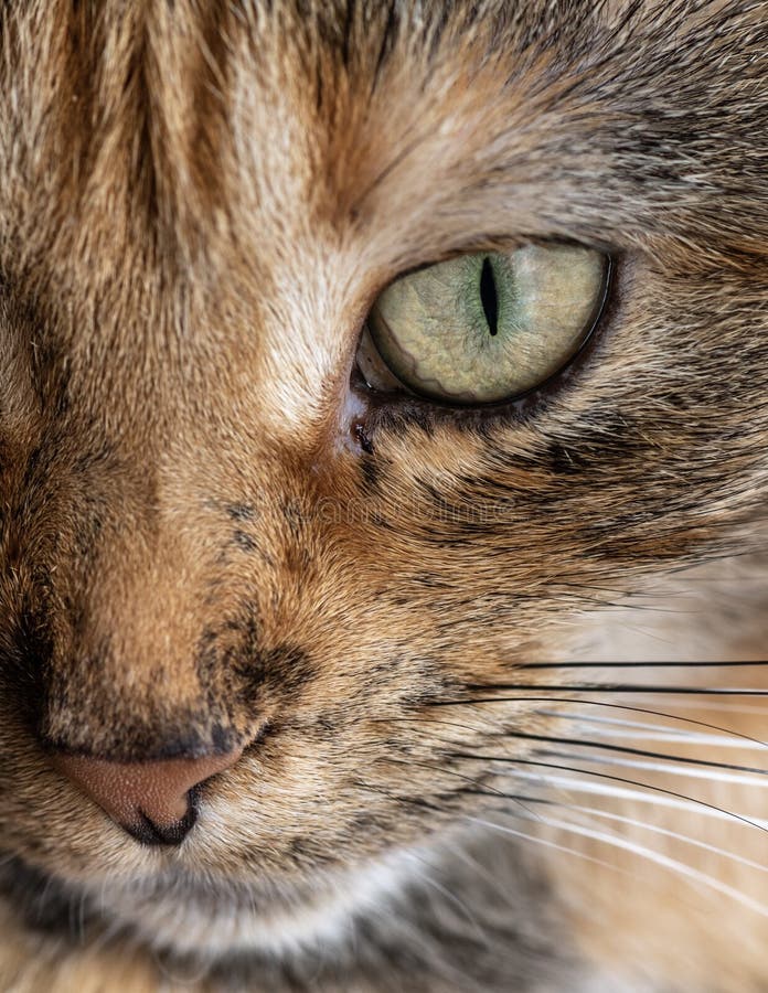 Cat eye stare. stock image. Image of closeup, feline 144178289