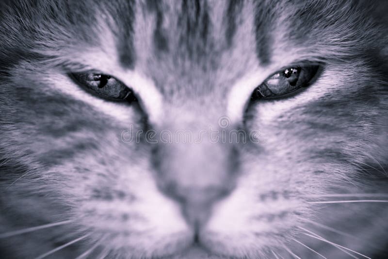 Cat eyes stock image. Image of squint, whiskers, face - 5150091